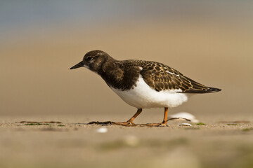 bird - Ruddy Turnstone migratory Arenaria interpres shorebird, migratory bird, Poland Europe Baltic Sea	