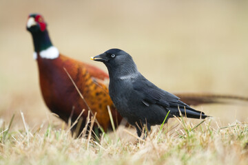 Obraz premium Bird - Jackdaw Corvus monedula, Poland Europe, common pheasant male in background