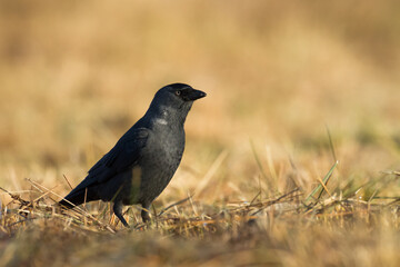 Bird - Jackdaw Corvus monedula, Poland Europe