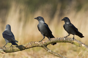 Bird - Jackdaw Corvus monedula, Poland Europe