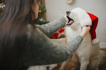 Happy woman putting santa hat on cute dog near stylish christmas tree. Pet and winter holidays. Merry Christmas! Adorable funny danish spitz dog playing with owner in festive room