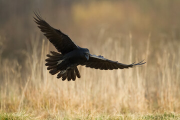 Bird Common Raven Corvus corax, dark style big black scary bird flying, Helloween	