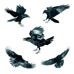 Birds flying ravens isolated on white background Corvus corax. Halloween - mix five birds	