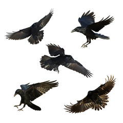 Birds flying ravens isolated on white background Corvus corax. Halloween - mix five birds	