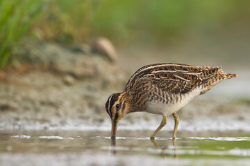Shore bird Common snipe Gallinago gallinago small bird with long beak, Poland Europe
