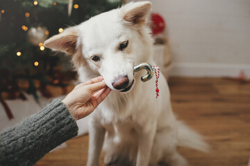 Fototapeta premium Cute dog biting candy cane toy near christmas tree. Pet and winter holidays. Adorable funny white danish spitz dog helping decorate festive room. Merry Christmas and Happy Holidays!
