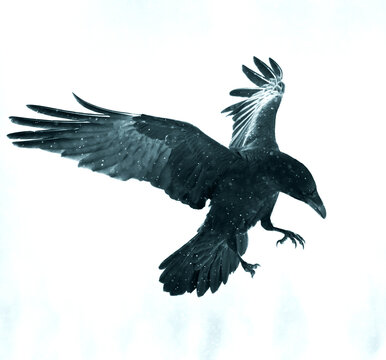 Black bird on white background photo with filters Bird beautiful raven Corvus corax North Poland Europe	