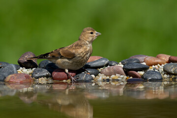 juvenile Bird Linnet Carduelis cannabina, bird is bathing, summer time Poland, Europe green background	