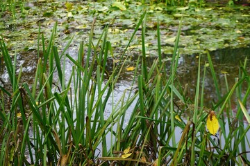 Obraz premium Teich Panorama mit grünen Schilfgras am Ufer vor Wasser mit grünen Seerosenblättern in Park am Nachmittag im Herbst