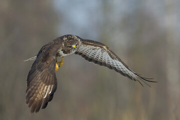 landing Common buzzard Buteo buteo in the fields in winter snow, buzzards in natural habitat, hawk bird on the ground, predatory bird close up winter bird