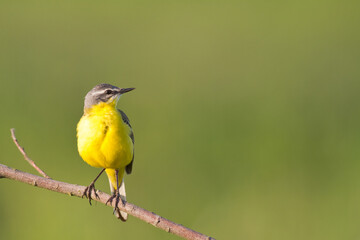 Small bird Yellow Wagtail sitting on tree male Motacilla flava