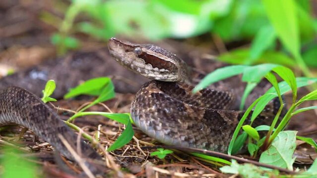 perfect camouflage of a brown malayan pit viper calloselasma rhodostoma or known as ular ranjau darat or gibug on the ground 