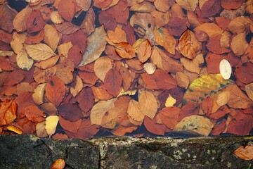 Rotbraune Laubblätter unter Wasser am Nachmittag im Herbst