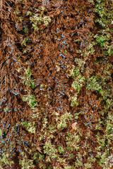 Background, texture of green, brown cypress bush. Close-up photography of nature.