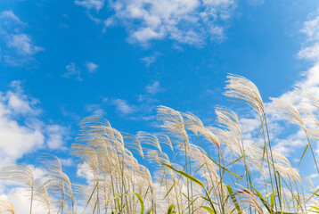 ススキと青空。
秋の風物詩。
