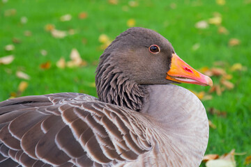 close-up of a greylag goose on the green lawn with the bright autumn leaves