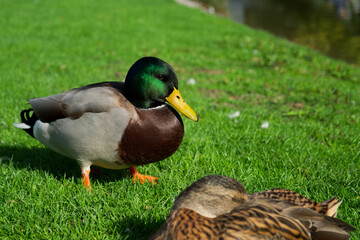 duck mallard stands on the green grass near the water and basks in the sun