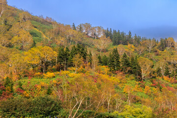 秋の長野県の栂池高原の美しい木々の色