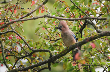 A baby jay sits in a perch on a tree.