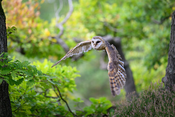 The barn owl spread its wings to take off.