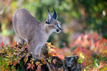 A baby caracal is walking and wants to play.