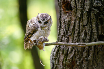 The Indian scops owl (Otus bakkamoena)