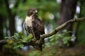 A buzzard in the forest on a tree looks for prey.