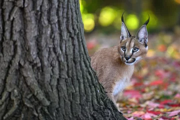 Fotobehang A baby caracal is walking and wants to play. © Martin