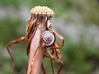 a small snail on a dandelion