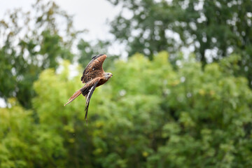 The Red Kite flies over the fields and looks out for prey.