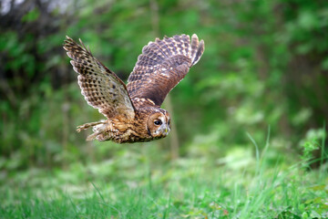 The barn owl flies through the forest and hunts.