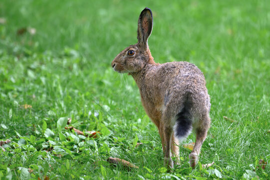 The hare in the meadow is looking where it will run.