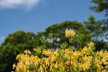 空と緑とキバナツツジ（初夏の笹ヶ峰）