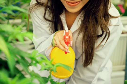 Closeup Female Scientist Farmer Using Spray Bottle On Gratifying Cannabis Plants In The Curative Indoor Cannabis Farm, Greenhouse, Grow Facility. Concept Of Growing Cannabis Plant For Medical Purpose.