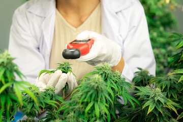 Scientist is measuring light by light meter on gratifying cannabis plants and buds in a medicinal...