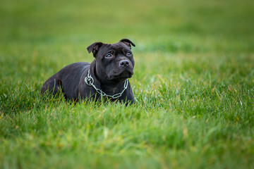 staffbull in motion on the lawn