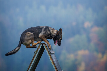 german shepherd jumps over an obstacle - 540477286