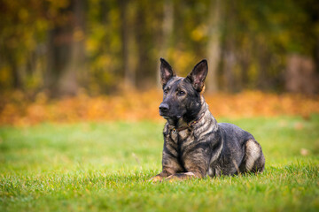 german shepherd on the meadow in autumn