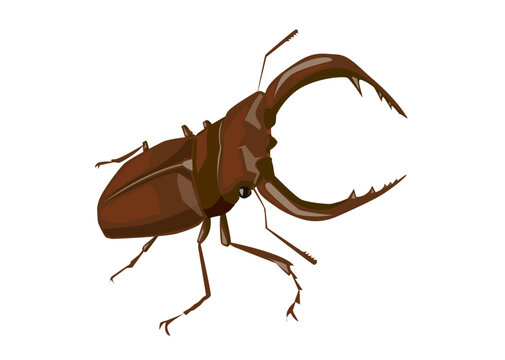 Prosopocoilus Inclinatus Images Browse 396 Stock Photos Vectors And Video Adobe Stock