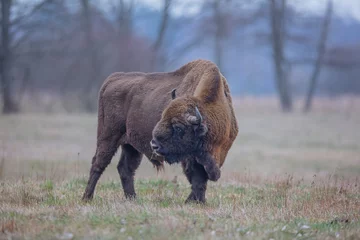 Foto op Plexiglas Żubr, bizon, krowa, byk, duży ssak, puszcza, dziki zwierzak, duży zwierzak, dzika puszcza © Krzysztof