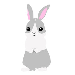 A gray bicolor rabbit standing up