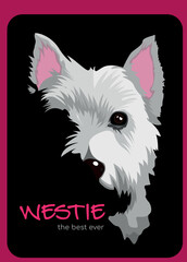 portrait of the dog west highland white terrier on the black background. Picture of the dog looking straight forward on camera - obrazy, fototapety, plakaty