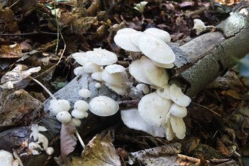 White fungus in the Netherlands