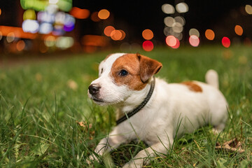 Portrait of a young beautiful Jack Russell Terrier on a walk on the grass in the night city.