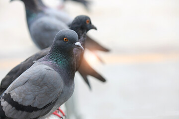 Close-up shot of pigeons lined up in front clearly against a blurry background.