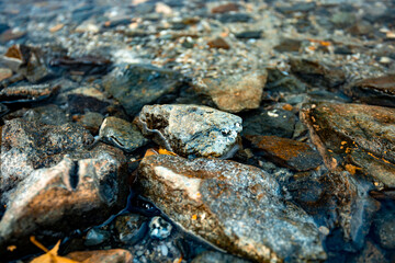 yellow leaves on a stone