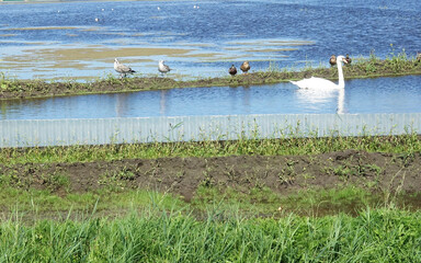 A swan and birds behind the dikes of Noord-Holland