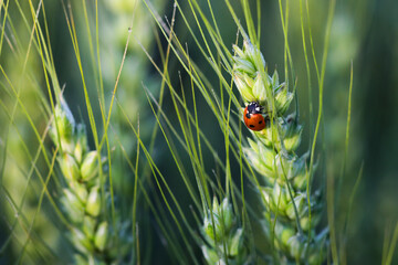 Close up of seven-spot ladybird sits on an ear of green wheat.