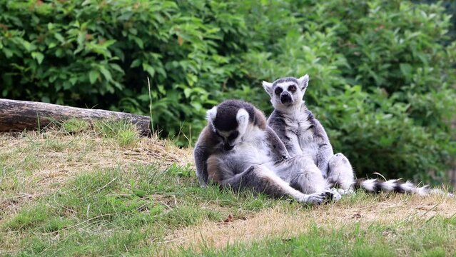 two lemur cattas sitting on grass
