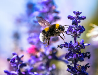 Northern white-tailed bumblebee flying to a purple sage flower - obrazy, fototapety, plakaty